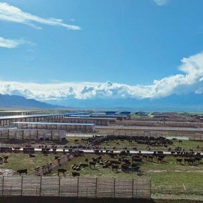 Custom Galvanized Steel Cattle Shed For Livestock Farming