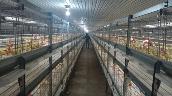 Vleeshuis voor broiler-, laag- en fokkerijbedrijven Prefabricated Steel Structure with Insulated Panels and Ventilation System