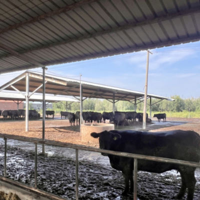 Geprefabriceerde veestal met stalen structuur voor melkveebedrijf