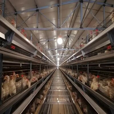 Aanpasbare afmetingen Hoge sterkte staalframe Vinnige installatie Prefab staalstructuur Kippenhuis voor broilerhouderij