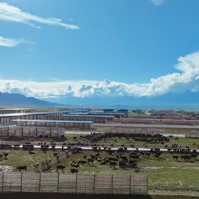 Veestal met gegalvaniseerd stalen frame & open zijdak voor melkveehouderij, rundveehouderij & veevoederbedrijven - Laag geprijsd & Snelle montage