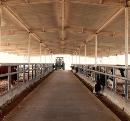 Heavy Duty Steel Horse Stable Modular Design voor aanpasbare paardenstalsystemen