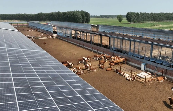 Gegalvaniseerd stalen raam vee schuur met automatisch veevoer systeem en optioneel zonnepaneel