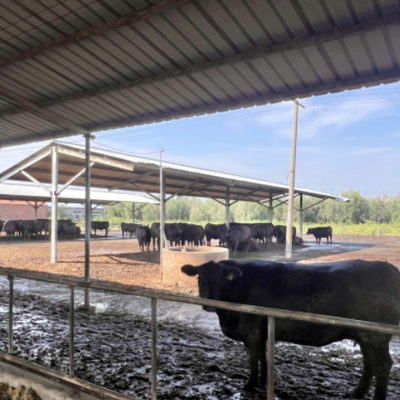 Op maat gemaakte koeienstal staalconstructie prefab runderenstal melkveehouderijen gebouwen RULY STEEL