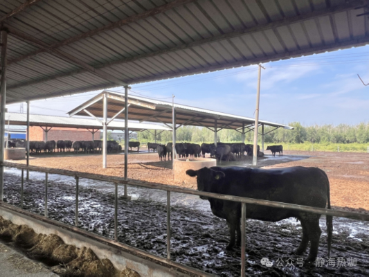 Gegalvaniseerde stalen koeienstal voor melkvee en vleesvee, levensduur van 20+ jaar, leverancier van huisvestingsoplossingen voor vee, geïntegreerd met voederapparatuur, off-grid zonnepaneel